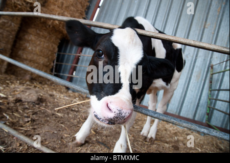 Ein schwarz / weiß Holstein Kuh Kalb auf einer Milchfarm in der israelischen Agrigultural Gemeinde Arbel. Stockfoto