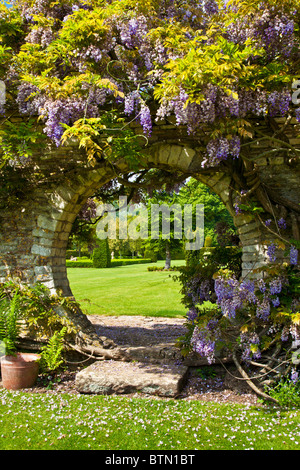 Blauregen wächst über eine kreisförmige Öffnung in eine Gartenmauer mit Blick durch auf den Rasen hinaus. Stockfoto