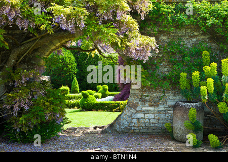 Blauregen wächst über eine kreisförmige Öffnung in eine Gartenmauer mit Blick durch auf den Rasen hinaus. Stockfoto