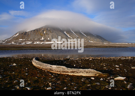 Rippe eines Wals in Moos, Sorkappland, Spitzbergen (Mount Hohenlohefjellet im Hintergrund) Stockfoto