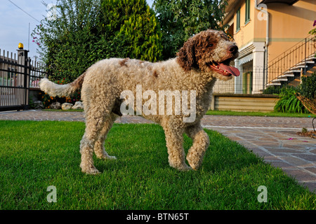 Trüffel, Hound, Lagotto Romagnolo stehend vor der Haus Garten Stockfoto