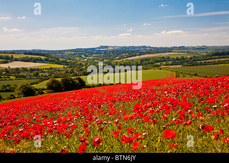 Mohnfelder im Sonnenschein auf die Marlborough Downs, Wiltshire, England, UK Stockfoto