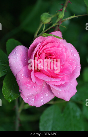 Ein David Austin rose, Hybride Tee Sorte, Gertrude Jekyll in Wassertröpfchen bedeckt Stockfoto