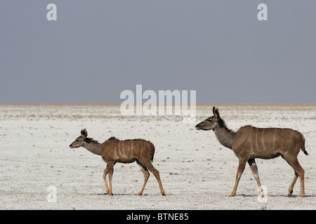 Kudu-Mutter mit ihren jungen in der Hitze des Tages, zu Fuß über die Salinen der Etosha Nationalpark, Namibia Stockfoto