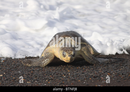 Olive Ridley Turtle (Lepidochelys Olivacea) kommt an Land, während Arribada nisten.  Playa Ostional, Guanacaste, Costa Rica Stockfoto