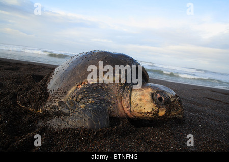 Olive Ridley Turtle (Lepidochelys Olivacea) kommt an Land, während Arribada nisten.  Playa Ostional, Guanacaste, Costa Rica Stockfoto