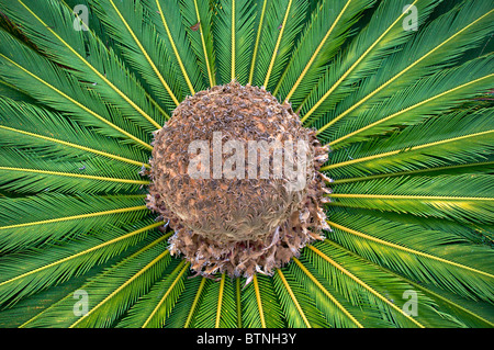 Sagopalme Cycas Revoluta Botanischer Garten Funchal Madeira Portugal Stockfoto