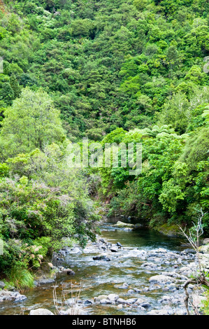 Urutawa Conservation Area, Palmen, Farne, Bäume, Waioeka Fluss, Waioeka, Schlucht Landschaftsschutzgebiet, Opotiki Hwy 2, Nordinsel, Neuseeland Stockfoto