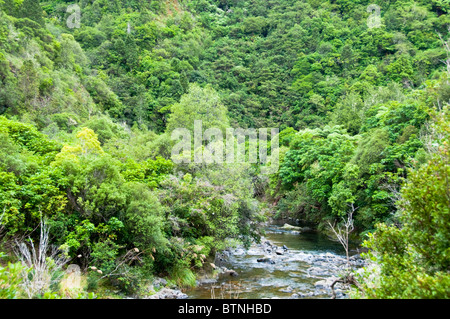 Urutawa Conservation Area, Palmen, Farne, Bäume, Waioeka Fluss, Waioeka, Schlucht Landschaftsschutzgebiet, Opotiki Hwy 2, Nordinsel, Neuseeland Stockfoto