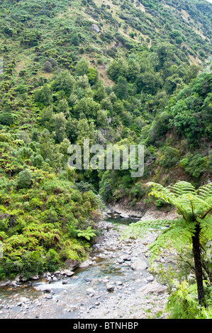 Urutawa Conservation Area, Palmen, Farne, Bäume, Waioeka Fluss, Waioeka, Schlucht Landschaftsschutzgebiet, Opotiki Hwy 2, Nordinsel, Neuseeland Stockfoto