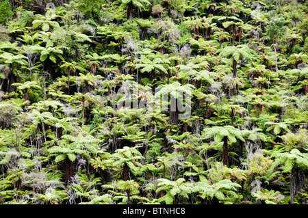 Urutawa Conservation Area, Palmen, Farne, Bäume, Waioeka Fluss, Waioeka, Schlucht Landschaftsschutzgebiet, Opotiki Hwy 2, Nordinsel, Neuseeland Stockfoto