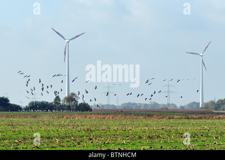 Gemeinsame / eurasischen Kraniche (Grus Grus) Landung um in der Nähe von Windkraftanlagen und Strommasten zu füttern. Deutschland. Stockfoto