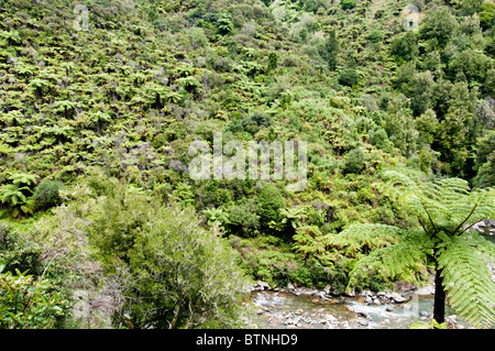 Urutawa Conservation Area, Palmen, Farne, Bäume, Waioeka Fluss, Waioeka, Schlucht Landschaftsschutzgebiet, Opotiki Hwy 2, Nordinsel, Neuseeland Stockfoto