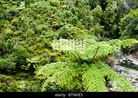 Urutawa Conservation Area, Palmen, Farne, Bäume, Waioeka Fluss, Waioeka, Schlucht Landschaftsschutzgebiet, Opotiki Hwy 2, Nordinsel, Neuseeland Stockfoto