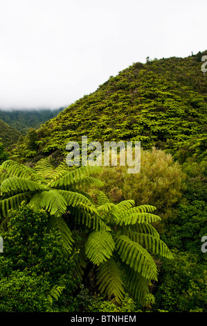 Urutawa Conservation Area, Palmen, Farne, Bäume, Waioeka Fluss, Waioeka, Schlucht Landschaftsschutzgebiet, Opotiki Hwy 2, Nordinsel, Neuseeland Stockfoto