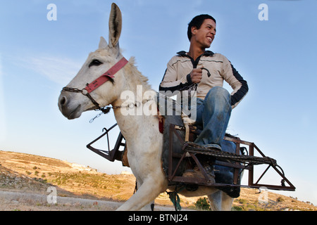 Ein palästinensischer Schäfer auf einem Esel kommen zurück von der Alm. Stockfoto