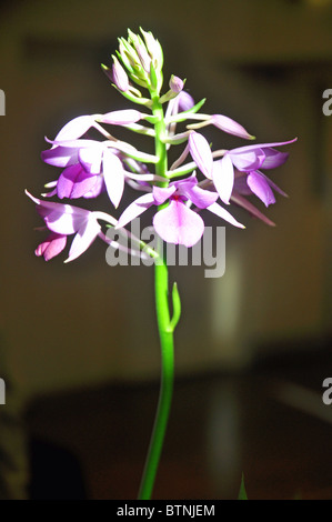 Wraysbury, Berkshire, England: eine lila Orchidee Blume Stockfoto