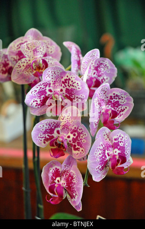 Wraysbury, Berkshire, England: lila Orchidee Blume Stockfoto