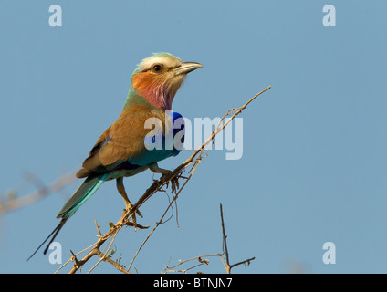 Lilac-breasted Roller auf Suche, Kruger Park, Südafrika Stockfoto