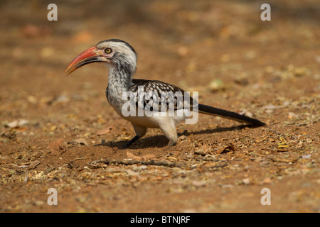 Rot-billed Hornbill auf der Erdoberfläche, auf der Suche nach Insekten etc.. Stockfoto