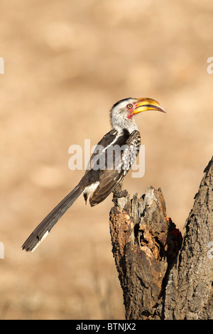 Gelb-billed Hornbill, ruht auf Barsch, Krüger Nationalpark, Südafrika. Stockfoto