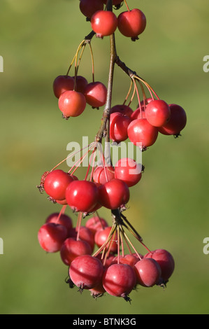 Krabben Sie-Apfel (Malus Robusta 'Red Sentinel') Fruchtkörper in Springfield Garten Leeds West Yorkshire England UK Europa November Stockfoto