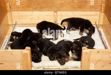 Deutscher Schäferhund Welpen im Alter von vier Wochen in einer Wurfkiste Stockfoto