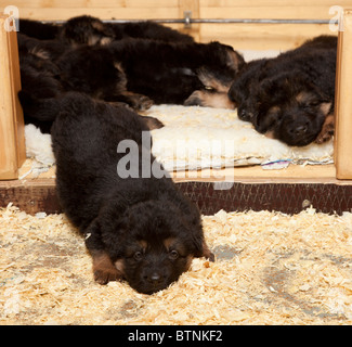 Deutscher Schäferhund Welpen im Alter von vier Wochen in einer Wurfkiste Stockfoto