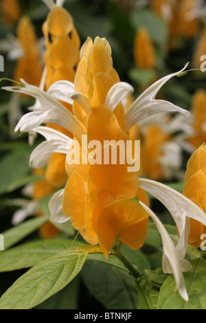 Pachystachys Lutea / Lollipop Werk / Golden Garnelen Pflanzen Stockfoto