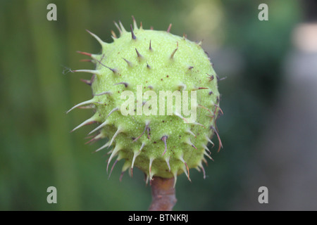 Grüne Kastanie / Castanea Sativa Stockfoto