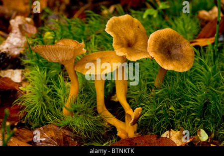 Braun, Pfifferlinge oder Winter Chanterelle, Eierschwämmen Infundibuliformis unter den Moosen, Buchenholz im Herbst, New Forest. Stockfoto