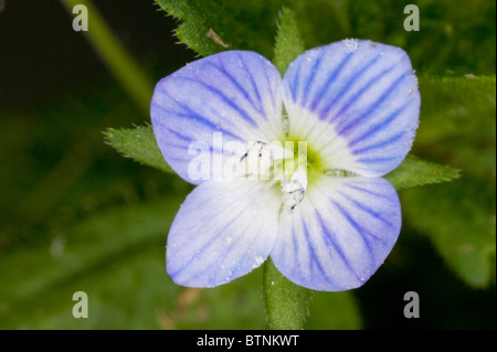 Gemeinsamen Feld-Ehrenpreis, Veronica Persica in Blüte. Weit verbreitete Acker- und Garten Unkraut. Dorset. Stockfoto