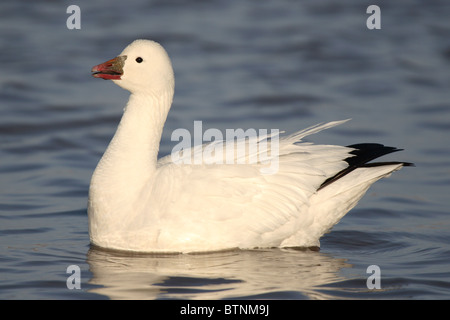 Ein Ross Gans rief von der Oberfläche eines Teiches. Stockfoto