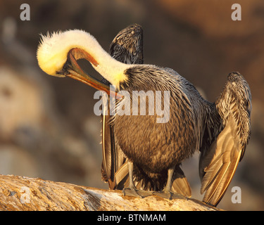 Ein brauner Pelikan Pflege auf einem Felsvorsprung. Stockfoto