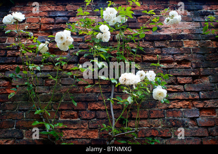 Rosen wachsen gegen eine alte Mauer Stockfoto