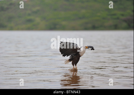 Afrikanischer Fisch-Adler - African-Seeadler (Haliaeetus Vocifer) fangen einen Fisch mit seinen Krallen Stockfoto