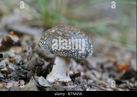 Panther Pilz - Kappe Panther (Amanita Pantherina) im Herbst - gefunden Laub-, vor allem Buche, Wälder - Belgien Stockfoto