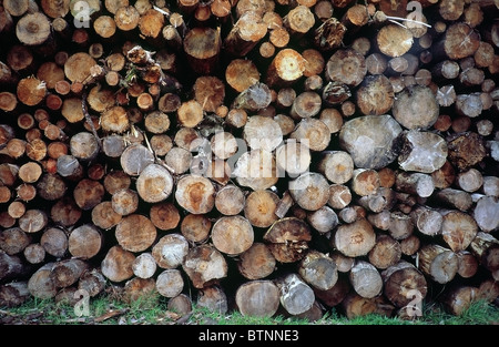 Nahaufnahme von einem Haufen von gesägten Baumstämmen Stamm Stockfoto