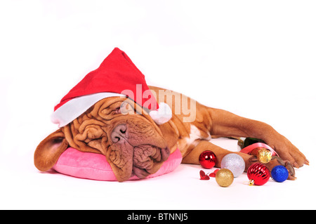 Schlafender Hund Santa Stockfoto