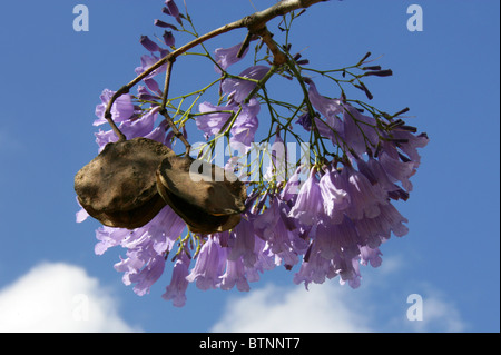 Blaue Jacaranda, Jacaranda Mimosifolia, Catalpa.  Aka Black Trompetenbaumgewächse, (J. Acutifolia, J. Chelonia, J.ovalifolia). Südafrika. Stockfoto