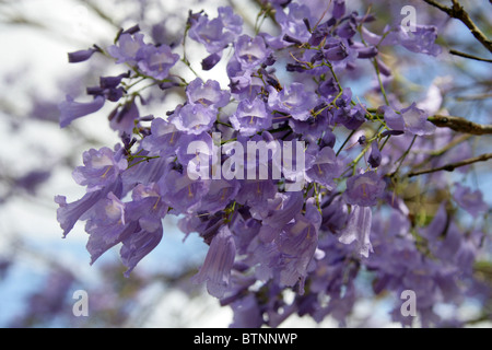 Blaue Jacaranda, Jacaranda Mimosifolia, Catalpa.  Aka Black Trompetenbaumgewächse, (J. Acutifolia, J. Chelonia, J.ovalifolia). Südafrika. Stockfoto