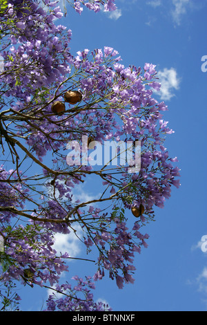 Blaue Jacaranda, Jacaranda Mimosifolia, Catalpa.  Aka Black Trompetenbaumgewächse, (J. Acutifolia, J. Chelonia, J.ovalifolia). Südafrika. Stockfoto