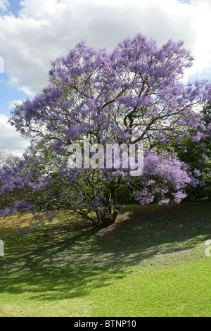 Blaue Jacaranda, Jacaranda Mimosifolia, Catalpa.  Aka Black Trompetenbaumgewächse, (J. Acutifolia, J. Chelonia, J.ovalifolia). Südafrika. Stockfoto