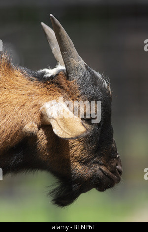 Zwergziege Porträt Stockfoto