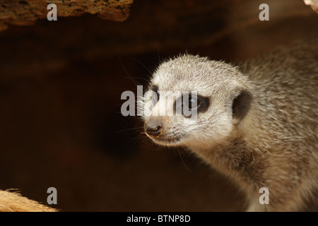 Erdmännchen (Suricata Suricatta), auch bekannt als suricate Stockfoto