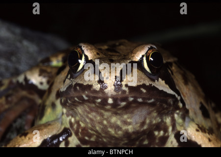 Nahaufnahmehilfe mit Blick auf einen gemeinen Frosch. Rana temporaria. Großaufnahme des Kopfes. UK Stockfoto