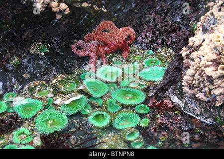 Oregon tide Pool Leben, Pazifik, Deckgestein, Oregon. Seesterne, Seeanemonen, Muschel, Eichel Seepocken auf einem Felsen unter Wasser. Stockfoto