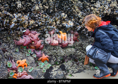Frau, studieren, Seesterne, Seeanemonen, schwarze Muschel, Eichel Seepocken auf eine Felswand, die während der Ozean Flut unter Wasser steht. Stockfoto
