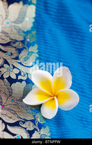 Plumeria. Frangipani Blume auf Indische Seide Sari. Indien Stockfoto