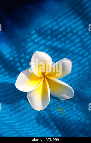 Plumeria. Frangipani Blume auf Indische Seide Sari. Indien Stockfoto